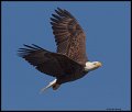 _4SB9672 bald eagle